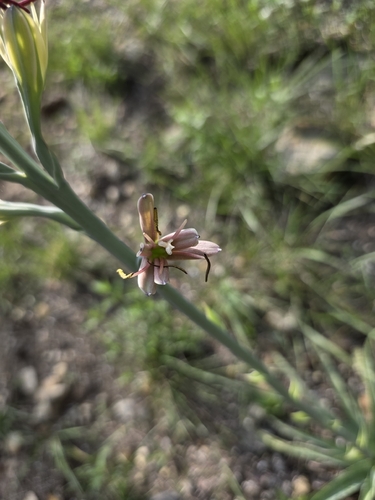 Agave maculata