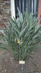 Strelitzia reginae reginae