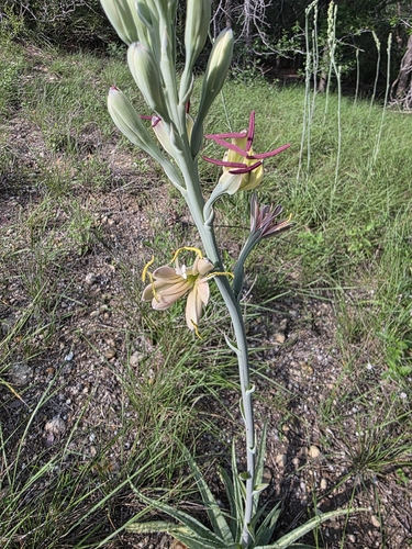 Agave maculata