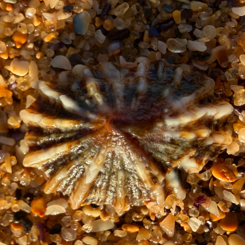 Denticulated Siphon Shell from Collaroy, NSW, AU on April 27, 2026 at ...
