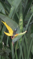 Strelitzia reginae reginae