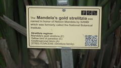 Strelitzia reginae reginae