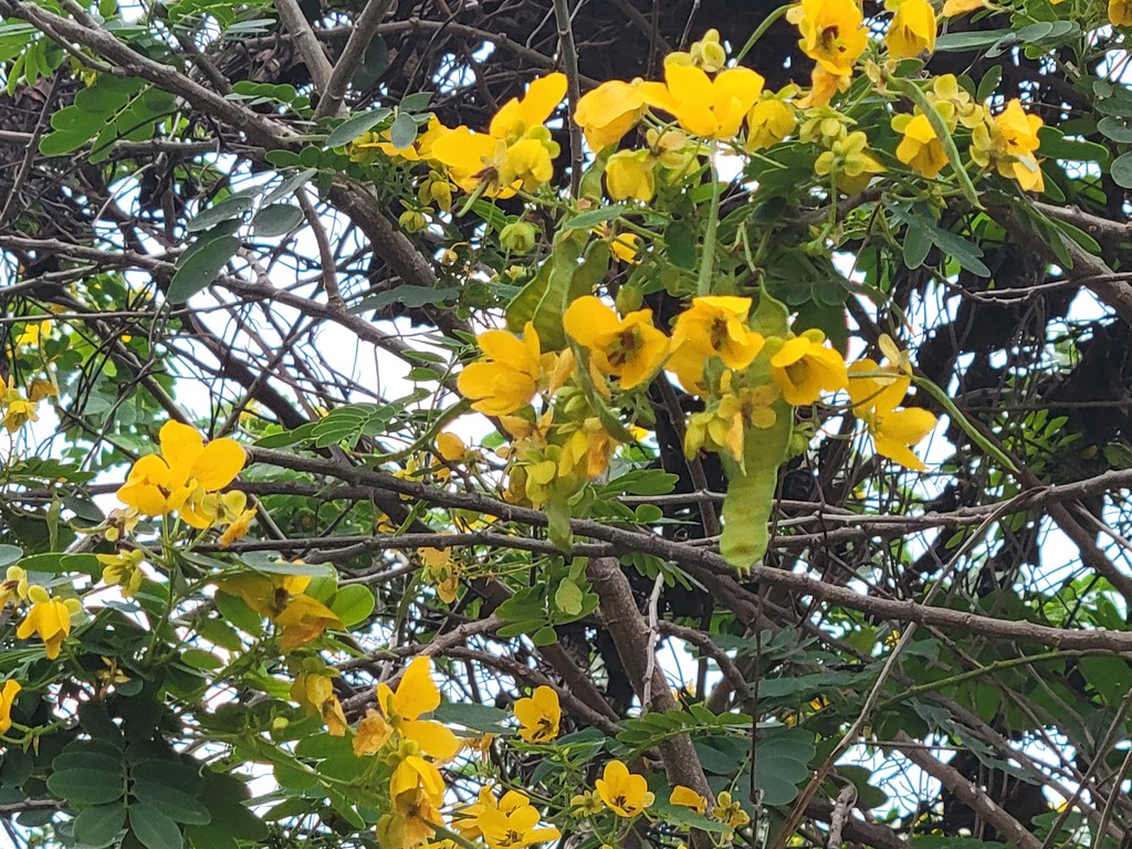 Hoè hoa – Senna surattensis