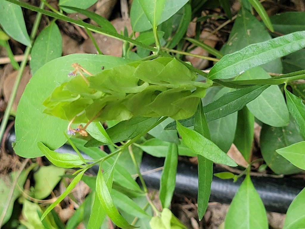 Yeatesia platystegia; photograph (c) johnyochum, some rights reserved (CC BY)