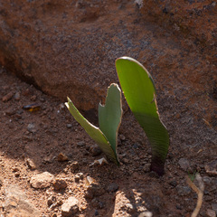 Haemanthus barkerae