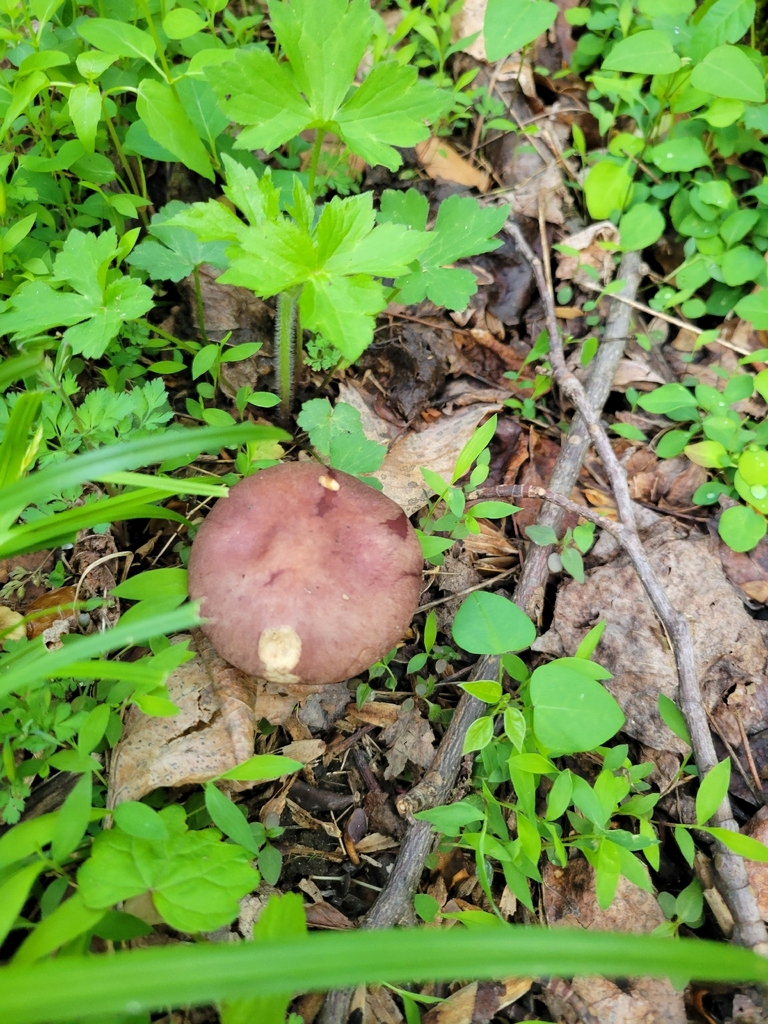 Stropharia rugosoannulata · April 2026 · photo: © mycodelphian (iNaturalist, cc0)