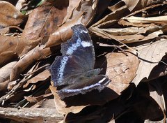 Kaniska canace nojaponicum