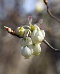 Enkianthus perulatus