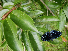 Hamadryas laodamia saurites