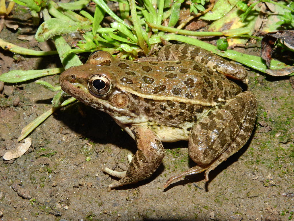 Lowland Leopard Frog