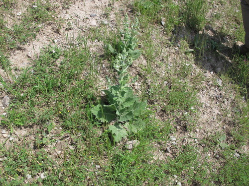 Šalvia etiópska (Salvia aethiopis)