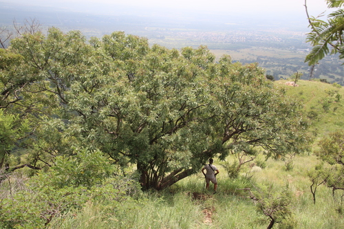 Image of Kirkia wilmsii by (c) Tony Rebelo, some rights reserved (CC BY-SA)