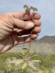 Phacelia coerulea