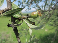 Pyrus salicifolia