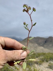 Phacelia coerulea