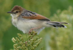 Cisticola marginatus
