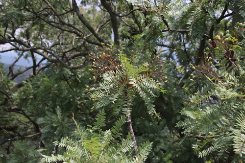 Image of Kirkia wilmsii by (c) Tony Rebelo, some rights reserved (CC BY-SA)