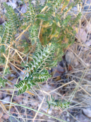 Jacquemontia pringlei