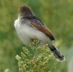 Cisticola marginatus