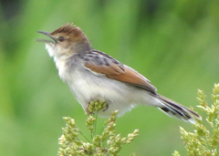 Cisticola marginatus