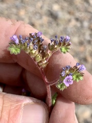 Phacelia coerulea
