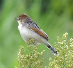 Cisticola marginatus