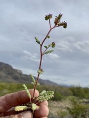 Phacelia coerulea