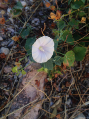 Jacquemontia pringlei