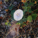 Jacquemontia pringlei - Photo (c) fernanda-uribe, algunos derechos reservados (CC BY-NC)