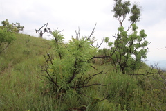 Protea gaguedi