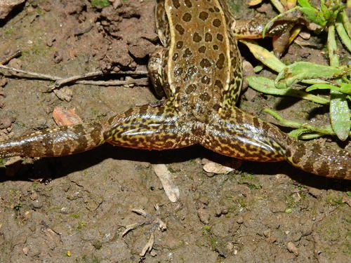 Lowland Leopard Frog