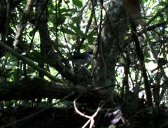 Arremon flavirostris