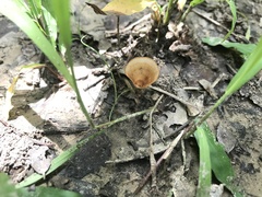 Podoscypha petalodes