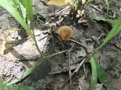 Podoscypha petalodes