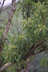 Heteropyxis natalensis