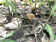 Podoscypha petalodes