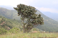 Englerophytum magalismontanum