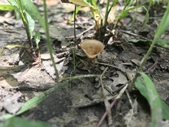 Podoscypha petalodes