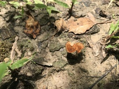 Podoscypha petalodes