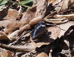 Kaniska canace nojaponicum