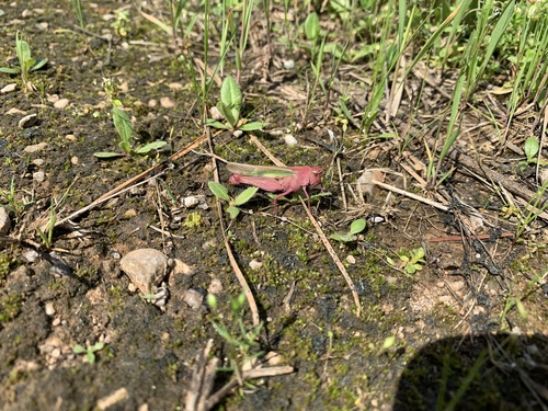 Green-striped grasshopper
