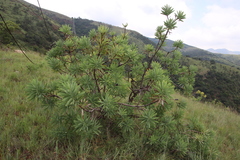 Protea gaguedi