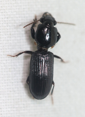 Clivina