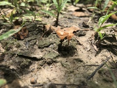 Podoscypha petalodes