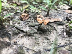 Podoscypha petalodes