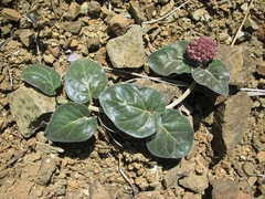 Asclepias solanoana