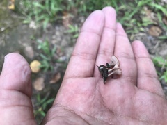 Podoscypha petalodes