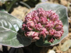 Asclepias solanoana