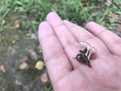 Podoscypha petalodes