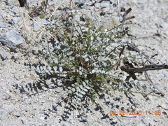 Astragalus tricarinatus